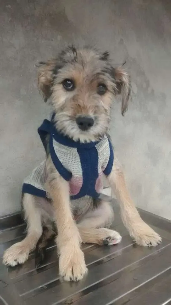 Cachorro ra a SRD idade 2 a 6 meses nome moisés