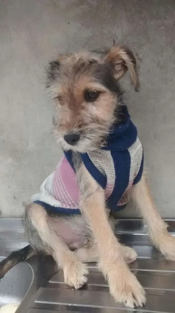 Cachorro ra a SRD idade 2 a 6 meses nome moisés