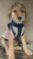 moisés