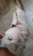 Vitória