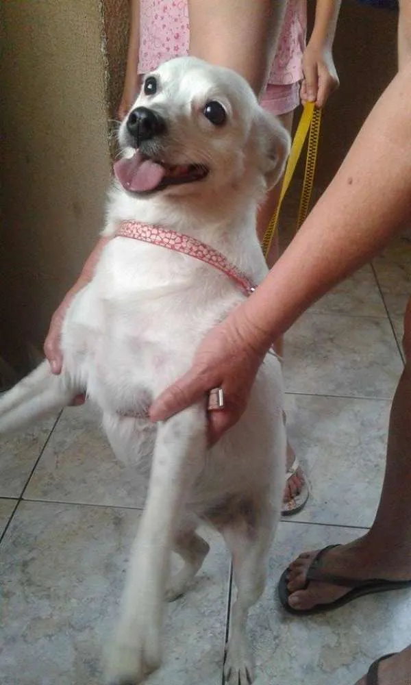 Cachorro ra a SRD idade 2 anos nome Vitória