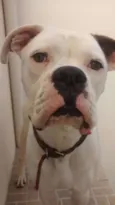 ELVIS