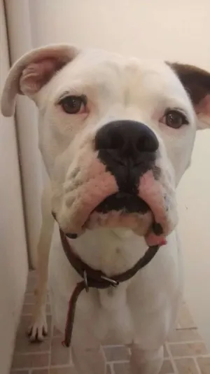 Cachorro raça Boxer idade 1 ano nome ELVIS