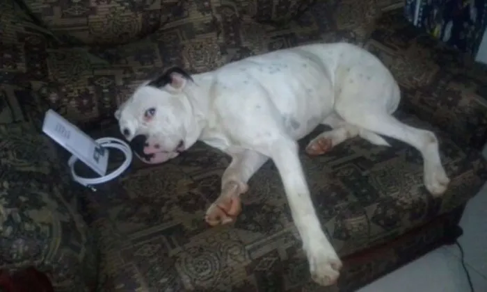 Cachorro ra a Boxer idade 1 ano nome ELVIS