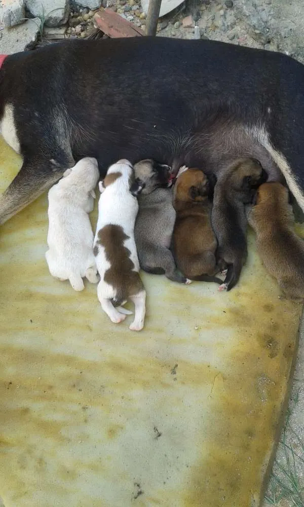 Cachorro raça vira lata  idade Abaixo de 2 meses nome jade e alice