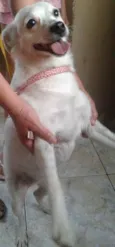 Vitória