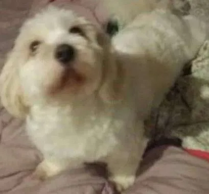 Cachorro ra a Lhasa Apso idade 4 anos nome MEL  GRATIFICA