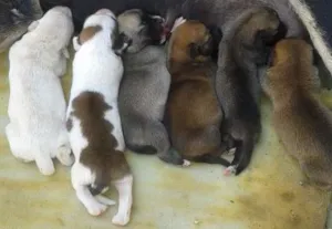 Cachorro raça vira lata  idade Abaixo de 2 meses nome jade e alice