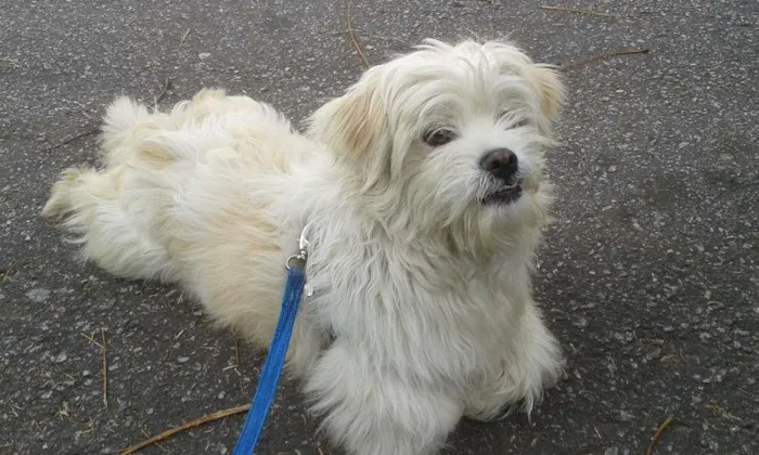 Cachorro ra a Lhasa Apso idade 6 ou mais anos nome Bolt