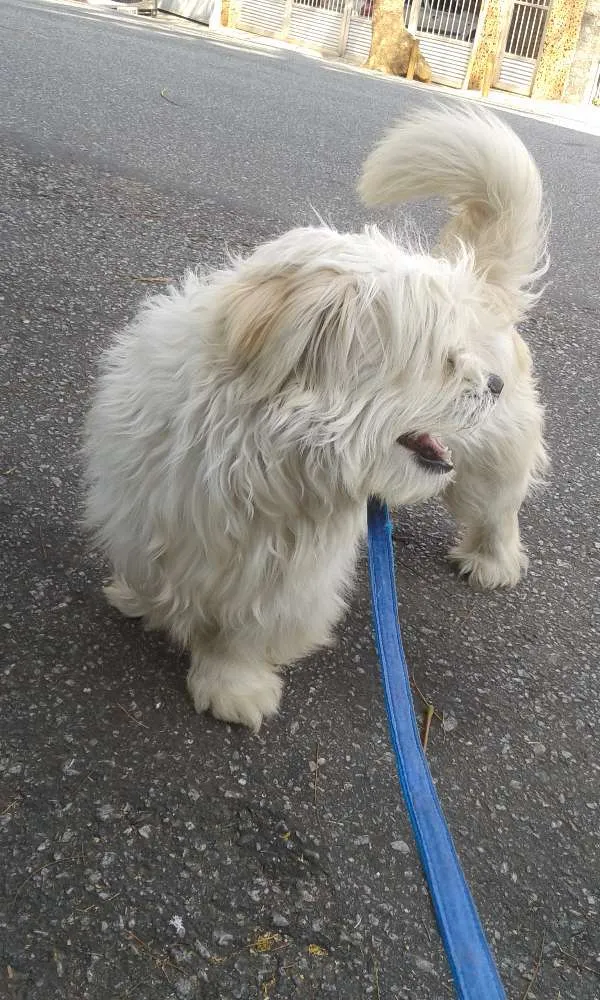 Cachorro ra a Lhasa Apso idade 6 ou mais anos nome Bolt