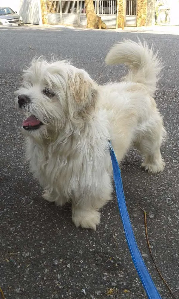 Cachorro ra a Lhasa Apso idade 6 ou mais anos nome Bolt