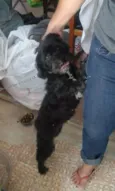 Pretinha
