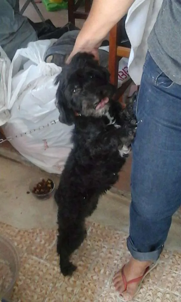 Cachorro ra a SRD idade 2 anos nome Pretinha