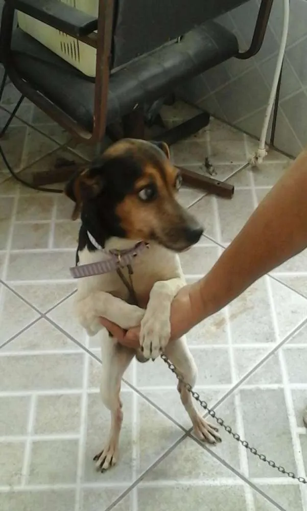 Cachorro ra a Terrier brasileiro idade 2 anos nome Lobo