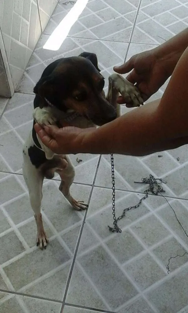 Cachorro ra a Terrier brasileiro idade 2 anos nome Lobo