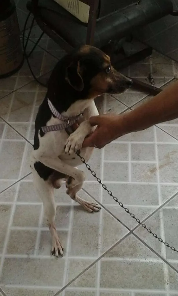 Cachorro ra a Terrier brasileiro idade 2 anos nome Lobo