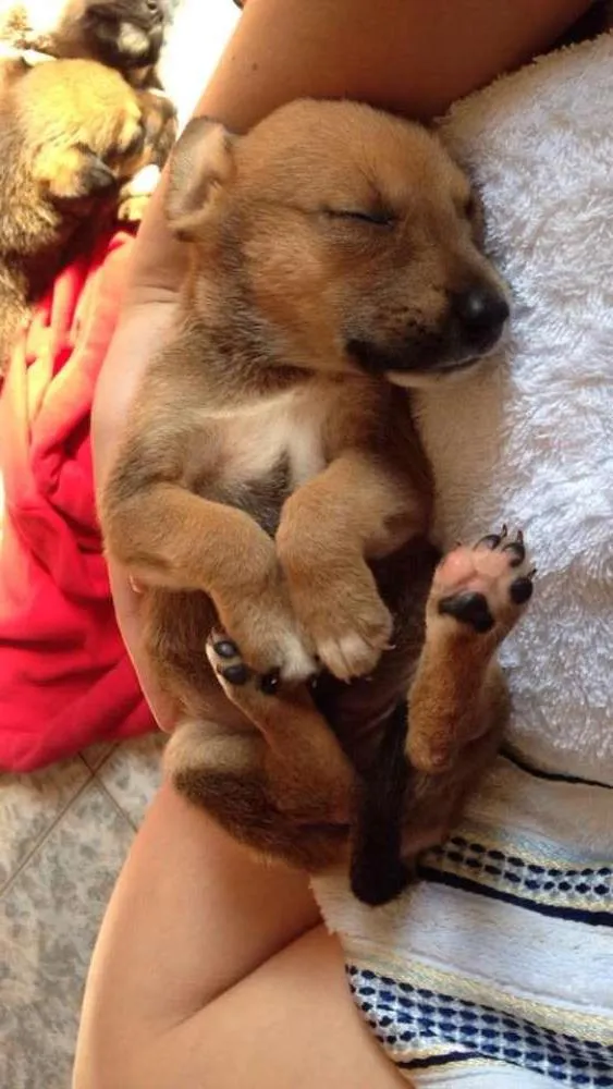 Cachorro ra a SRD idade Abaixo de 2 meses nome angel