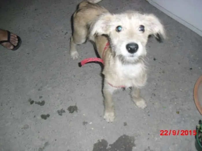 Cachorro ra a SRD idade 2 a 6 meses nome ROMEU