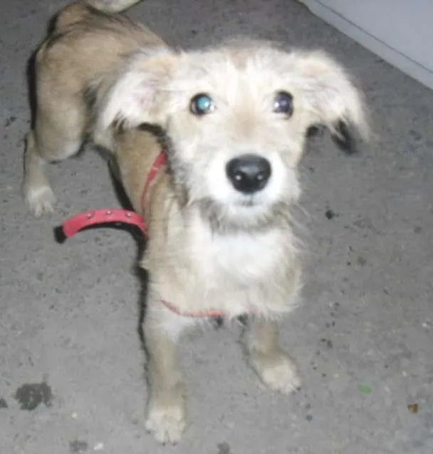 Cachorro ra a SRD idade 2 a 6 meses nome ROMEU