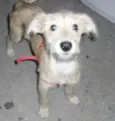 ROMEU