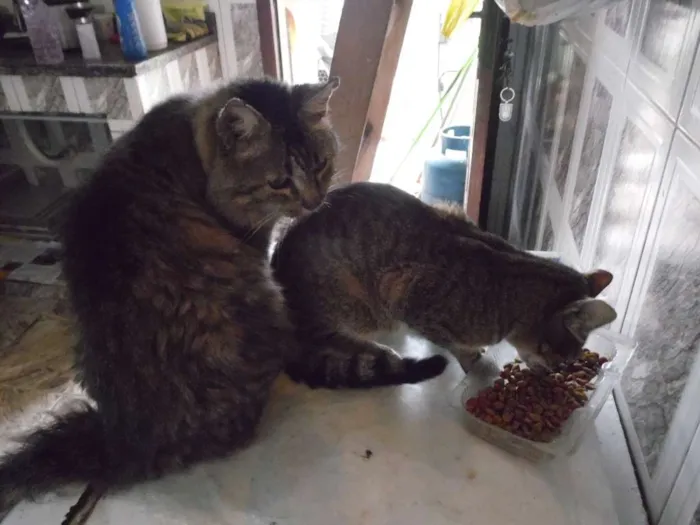 Gato ra a idade 2 a 6 meses nome Pinguinha