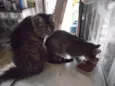 Pinga