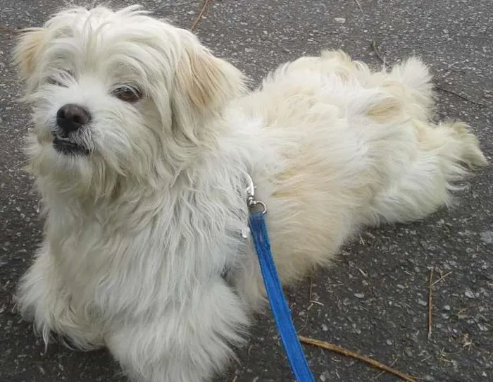 Cachorro ra a Lhasa Apso idade 6 ou mais anos nome Bolt