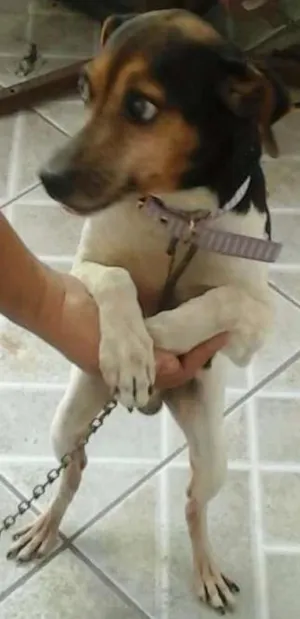 Cachorro raça Terrier brasileiro idade 2 anos nome Lobo