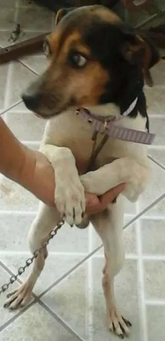Cachorro ra a Terrier brasileiro idade 2 anos nome Lobo