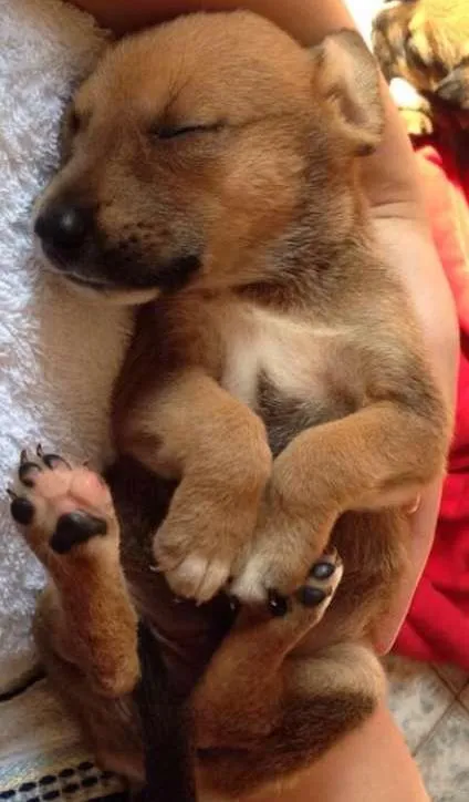 Cachorro ra a SRD idade Abaixo de 2 meses nome angel