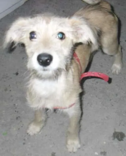 Cachorro ra a SRD idade 2 a 6 meses nome ROMEU