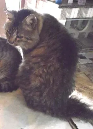 Gato raça  idade 2 a 6 meses nome Pingo