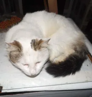 Gato raça  idade 4 anos nome Branquinho