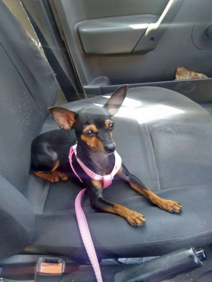 Cachorro ra a Pinscher idade 1 ano nome Nyna