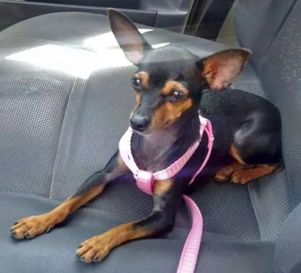 Cachorro ra a Pinscher idade 1 ano nome Nyna