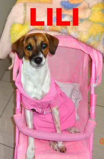Cachorro ra a indefinida idade 7 a 11 meses nome LILI