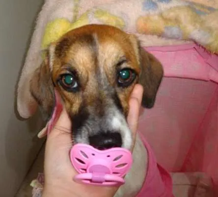 Cachorro ra a indefinida idade 7 a 11 meses nome LILI