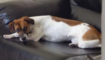 Cachorro ra a indefinida idade 7 a 11 meses nome LILI