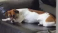LILI