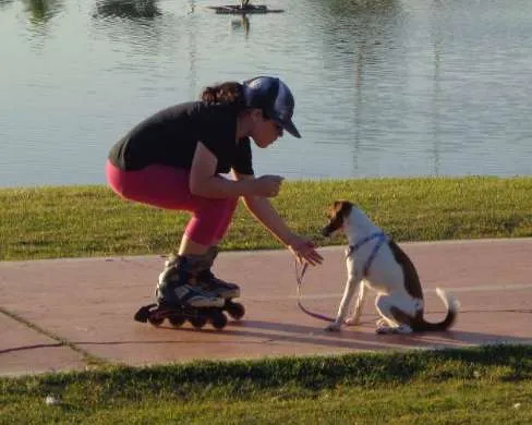 Cachorro ra a indefinida idade 7 a 11 meses nome LILI