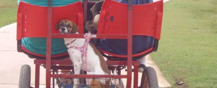 Cachorro ra a indefinida idade 7 a 11 meses nome LILI