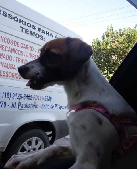 Cachorro ra a indefinida idade 7 a 11 meses nome LILI