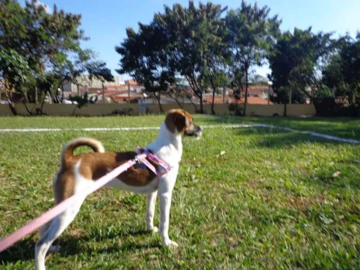 Cachorro ra a indefinida idade 7 a 11 meses nome LILI