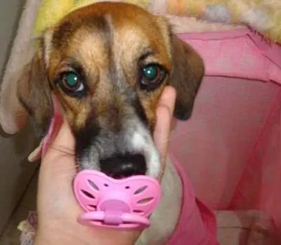 Cachorro ra a indefinida idade 7 a 11 meses nome LILI