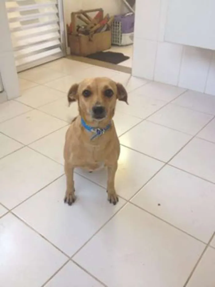 Cachorro ra a vira lata idade 3 anos nome Kelly