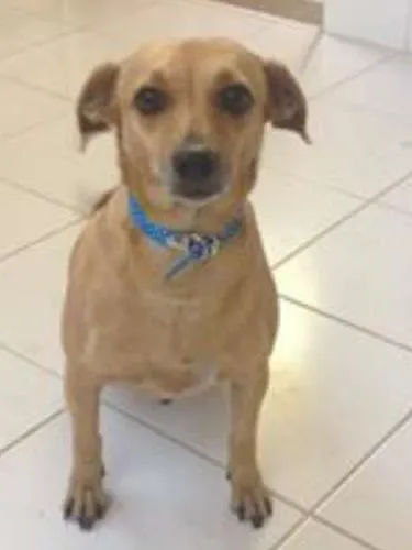 Cachorro ra a vira lata idade 3 anos nome Kelly