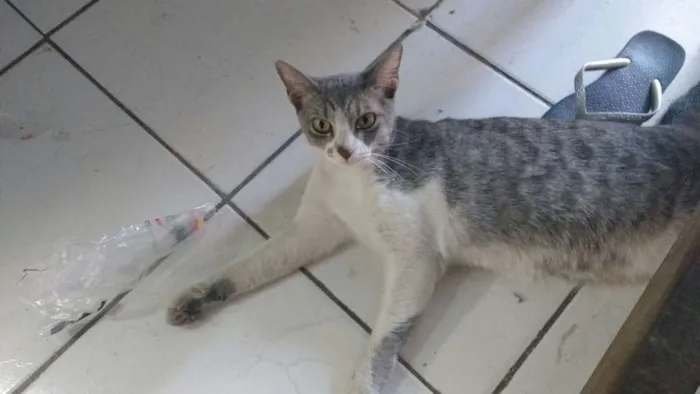 Gato ra a SRD idade 1 ano nome Bellinha