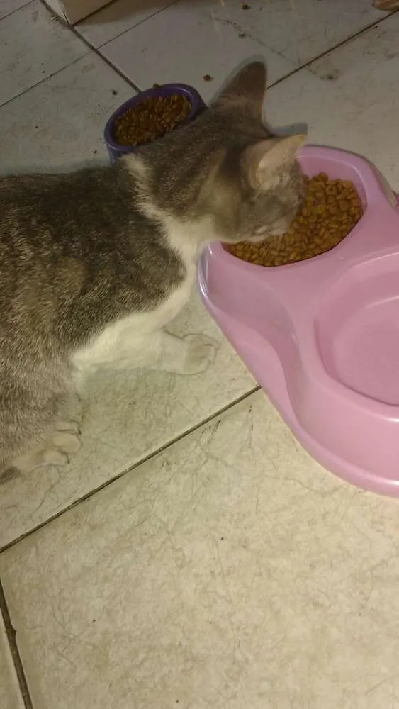 Gato ra a SRD idade 1 ano nome Bellinha
