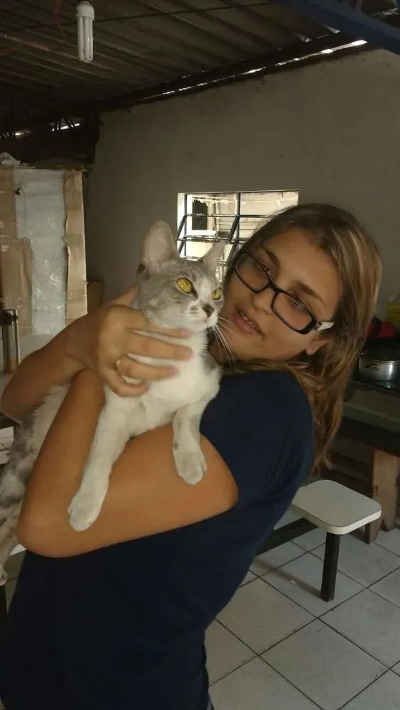 Gato ra a SRD idade 1 ano nome Bellinha