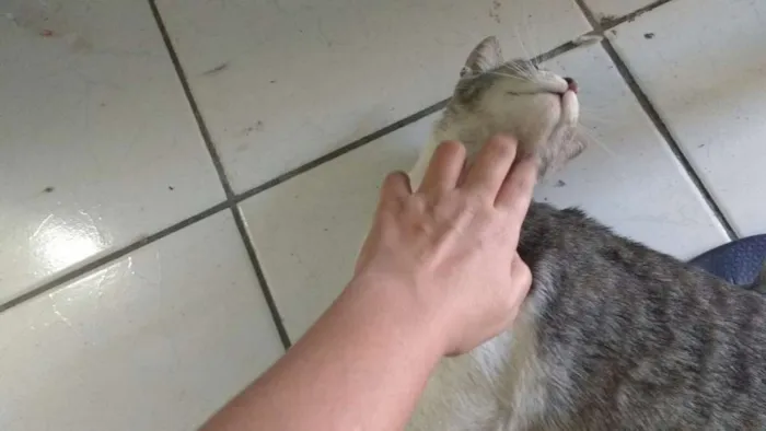 Gato ra a SRD idade 1 ano nome Bellinha